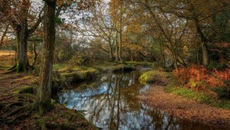 Autumn Serenity in a Reflective Forest Scene wallpaper
