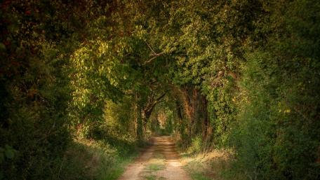 Enchanting Forest Roadway Experience wallpaper
