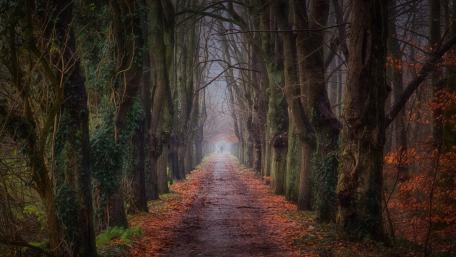 Autumnal Road Through the Enchanted Forest wallpaper