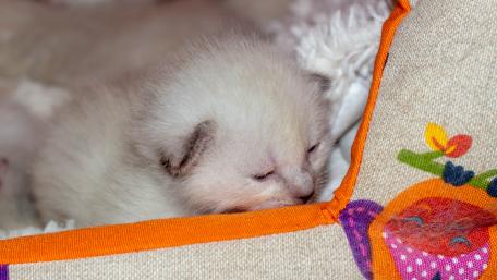 Adorable Kitten Nestled in Soft Surroundings wallpaper