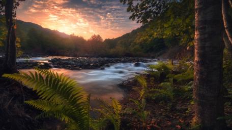 Serene River Flowing Through Lush Ferns wallpaper