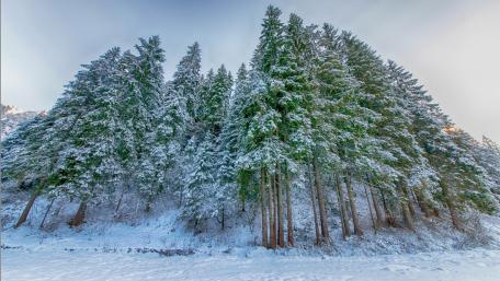 Majestic Winter Forest Scene wallpaper