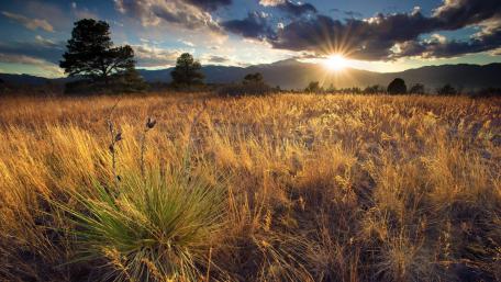 Golden Sunrays Over the Grassland wallpaper