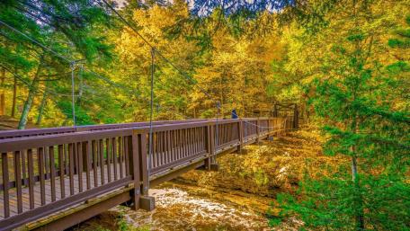 Forest bridge wallpaper