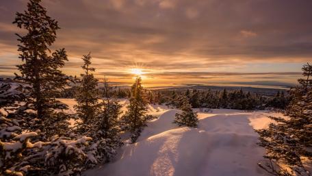 Winter Sunrise Over Snowy Pines wallpaper