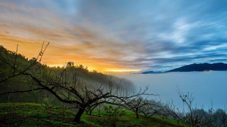 Enchanted Morning in the Foggy Woods wallpaper