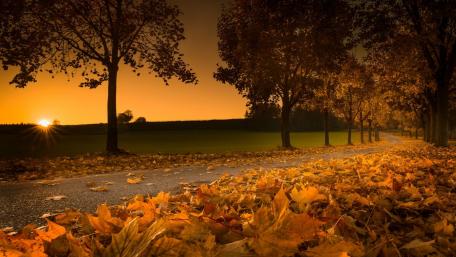 Autumn Sunset Over a Leafy Pathway wallpaper