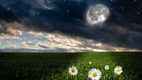 Full Moon Over Serene Daisy Field wallpaper