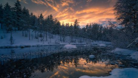 Winter Serenity in a Snowy Forest wallpaper