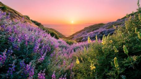 Serene Sunset Over Wildflower Hills wallpaper