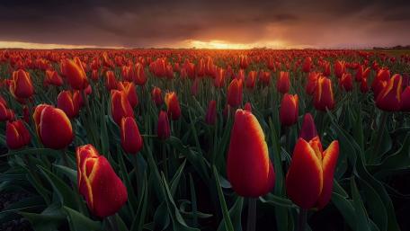 Vibrant Tulips in a Sunset Glow wallpaper