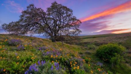 Solitary Majesty in Spring Flora wallpaper