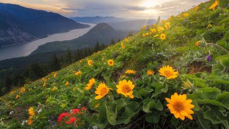 Vibrant Wildflowers Overlook a Serene River Valley wallpaper