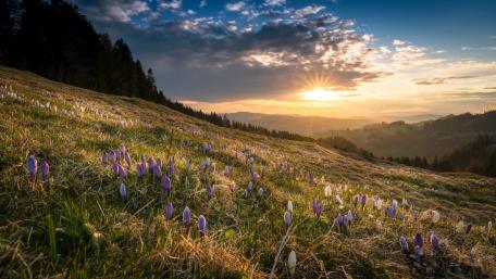 Blossoms Blooming Under the Spring Sunrise wallpaper
