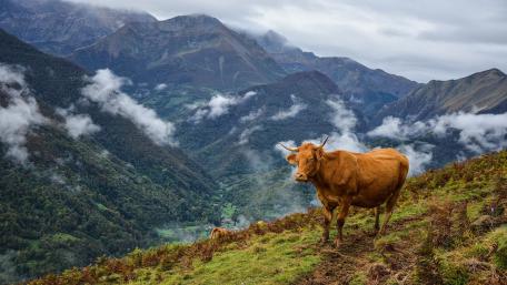 Serene Cow on Majestic Mountain Landscape wallpaper