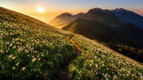 Breathtaking Spring Meadow at Sunrise wallpaper