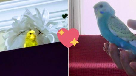 Colorful Budgerigars Bringing Joy to Your Space wallpaper