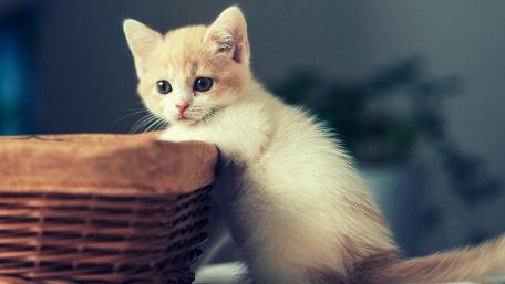 Adorable Kitten Sitting in Wicker Basket wallpaper