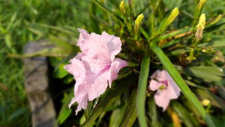 Stramonium flower wallpaper