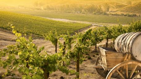 Golden Vineyard Serenity in the Countryside wallpaper