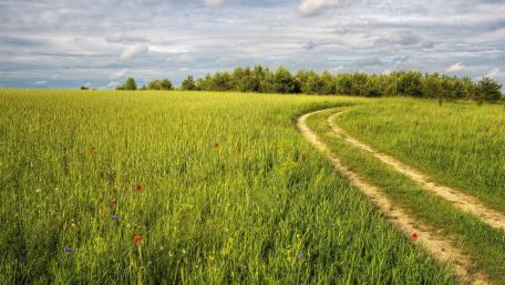 Serene Pathway Through a Lush Meadow wallpaper