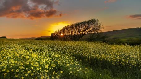 Golden Sunset Over a Vibrant Rape Field wallpaper