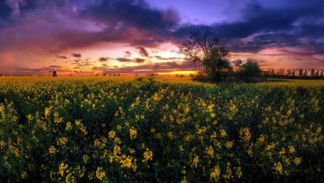 Golden Fields Under a Vibrant Sunset wallpaper