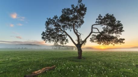 Lone Tree in a Misty Field at Dawn wallpaper