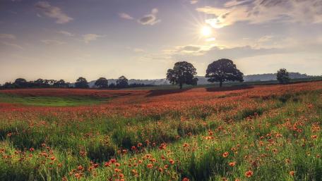 Vibrant Poppy Field Under the Summer Sun wallpaper