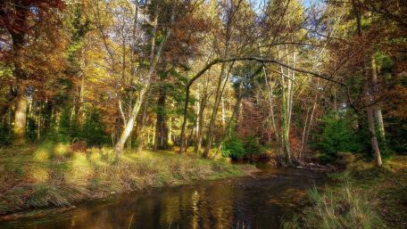 Autumn Serenity in Forest Reflections wallpaper