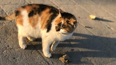 Charming Calico Cat in Sunlight wallpaper