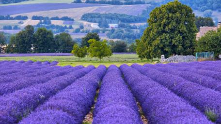 Rows of Levander wallpaper