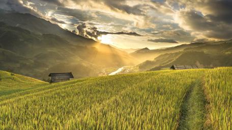 Lush Terraced Paddy Fields at Sunset Scene wallpaper