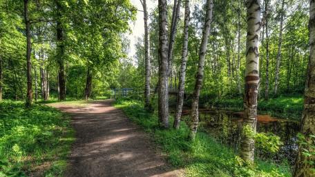 Tranquil Forest Path Surrounded by Lush Greenery wallpaper
