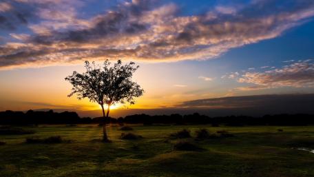 Lonely Tree Under Dusk Sky Visions of Solitude wallpaper