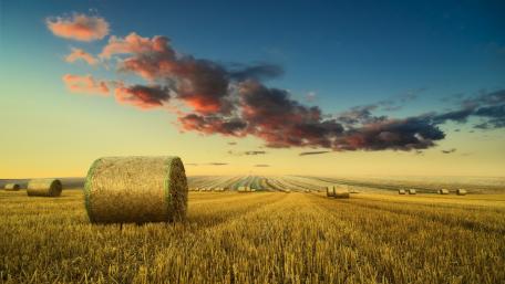 Golden Fields Under Sunset Sky wallpaper