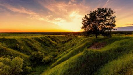 Serene Morning Light Over a Lone Tree wallpaper