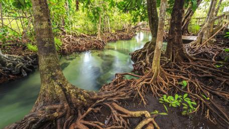 Tropical River with Tree Roots Wallpaper wallpaper