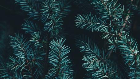 Vibrant Pine Twigs Embracing Nature's Beauty wallpaper
