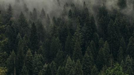 Misty Fir Forest Tranquility wallpaper