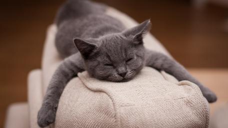 Peaceful Nap on a Cozy Couch wallpaper