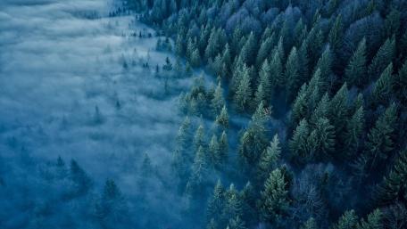 Misty Forest Embraced by Fog wallpaper