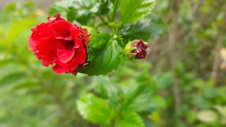 Vibrant Hibiscus Bloom in 4K Beauty wallpaper