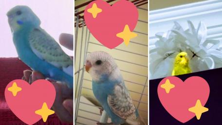 Colorful Parrots in Adorable Poses wallpaper