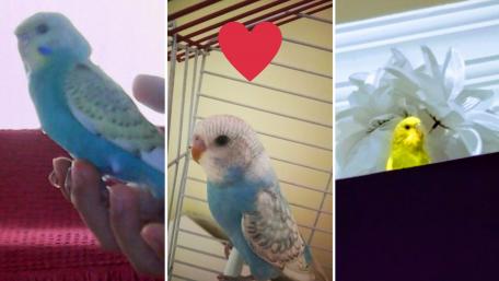 Colorful Budgerigars Bringing Joy to Your Space wallpaper