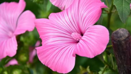 Pink Flower wallpaper
