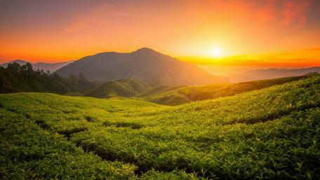 Cameron Highlands tea farm at sunrise wallpaper