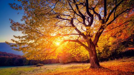 Golden Autumn Glow of A Majestic Tree wallpaper