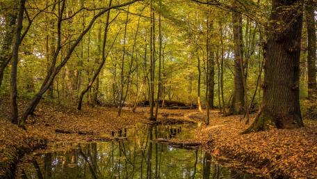 Serene Forest Creek in Springtime Glow wallpaper