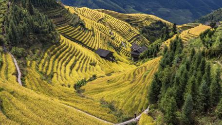 Longji Rice Terrace Scenic Spot wallpaper